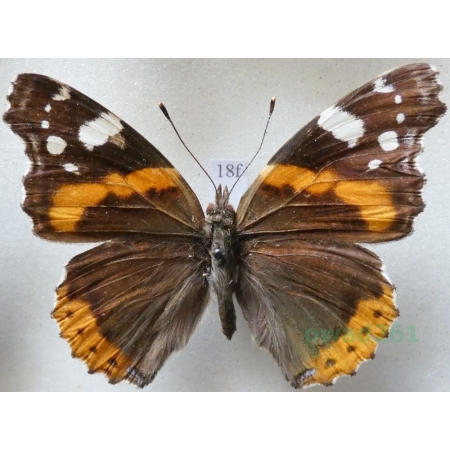 Vanessa atalanta (Linnaeus, 1758) Rusałka admirał Czech18f